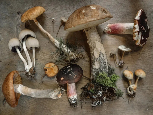 Foraging-for-Wild-Mushrooms olitory