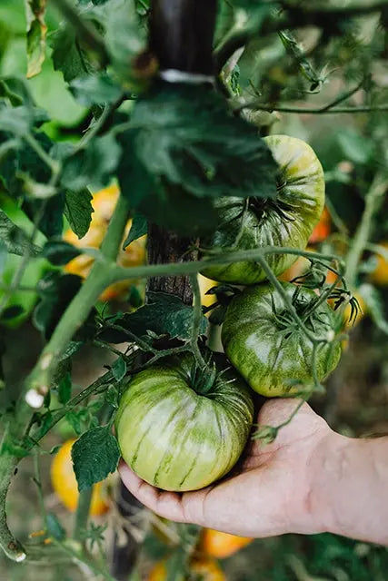 Tastier Tomatos: A Heritage Tomato Guide - olitory